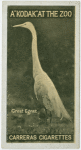 Great Egret.