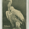 Vulture.