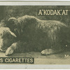 Musk Ox.