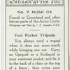 Musk Ox.