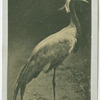 Demoiselle Crane.