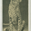 Cheetah.
