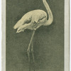 Flamingo.