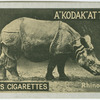 Rhinoceros.