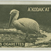 Pelican.