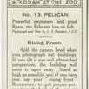 Pelican.