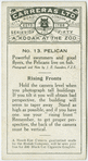 Pelican.