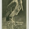 Marabou Stork.