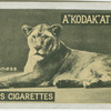 Lioness.