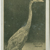 Goliath Heron.