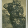 Camel.