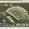 Tortoise.