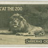 Lion.
