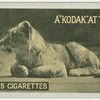 Lion Cub.