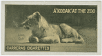 Lion Cub.