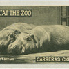 Hippopotamus.