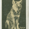 Prairie Wolf.