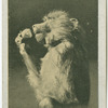 Baboon.