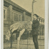 Ostrich.