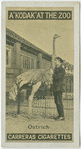 Ostrich.
