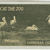 Pelicans.