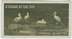 Pelicans.