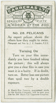 Pelicans.