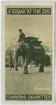 Elephant.