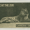 Tiger.