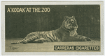 Tiger.