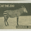 Zebra.