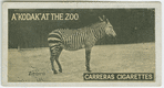 Zebra.
