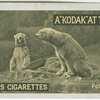 Polar Bears.