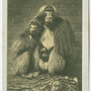 Gelada Baboon.