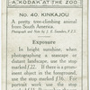 Kinkajou.