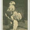 Chilean Sea Eagle.