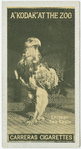 Chilean Sea Eagle.