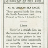Chilean Sea Eagle.