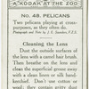 Pelicans.