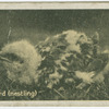 Buzzard.