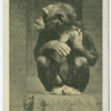 Chimpanzee.