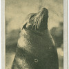 Sea Lion