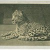 Jaguar.