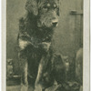 Thibetan Mastiff.