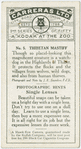 Thibetan Mastiff.