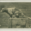 Kinkajou.