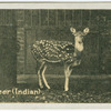 Axis Deer.