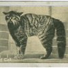 Scottish Wild Cat.