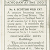 Scottish Wild Cat.