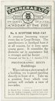 Scottish Wild Cat.
